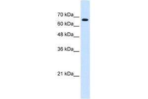 Western Blotting (WB) image for anti-Zinc Finger Protein 564 (ZNF564) antibody (ABIN2461974) (ZNF564 anticorps)