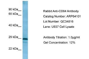 WB Suggested Anti-CD84 AntibodyTitration: 1. (CD84 anticorps  (C-Term))
