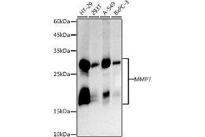 Western blot analysis of extracts of various cell lines, using MMP7 antibody (ABIN7268425 ) at 1:1000 dilution. (MMP7 anticorps)