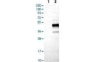 Western Blot analysis of Lane 1: negative control (vector only transfected HEK293T cell lysate) and Lane 2: over-expression lysate (co-expressed with a C-terminal myc-DDK tag in mammalian HEK293T cells) with TNNT2 polyclonal antibody . (Cardiac Troponin T2 anticorps)