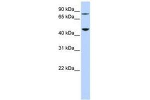 Image no. 1 for anti-Diphthamide Biosynthesis Protein 2 (DPH2) (AA 72-121) antibody (ABIN6741120) (DPH2 anticorps  (AA 72-121))