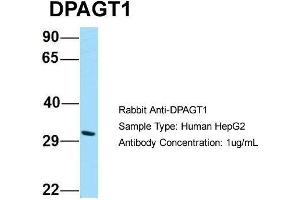 Host: Rabbit Target Name: DPAGT1 Sample Type: Human HepG2 Antibody Dilution: 1. (DPAGT1 anticorps  (C-Term))