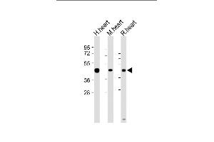 All lanes : Anti-LECT1 Antibody (N-term) at 1:2000 dilution Lane 1: Human heart lysate Lane 2: Mouse heart lysate Lane 3: Rat heart lysate Lysates/proteins at 20 μg per lane. (LECT1 anticorps  (N-Term))