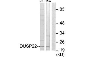 Western blot analysis of extracts from Jurkat cells and RAW264. (DUSP22 anticorps  (Internal Region))