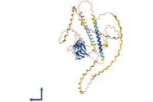 AlphaFold protein structure predicition of Human Recombinant MARCO Protein, UniprotID Q9UEW3