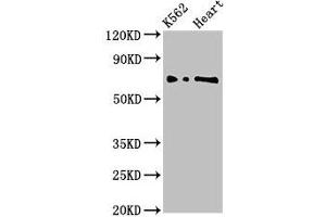Western Blot Positive WB detected in: K562 whole cell lysate, Rat heart tissue All lanes: L3MBTL2 antibody at 3 μg/mL Secondary Goat polyclonal to rabbit IgG at 1/50000 dilution Predicted band size: 80, 70 kDa Observed band size: 70 kDa (L3MBTL2 anticorps  (AA 1-230))