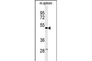 Western blot analysis of CORO6 Antibody (C-term) (ABIN651024 and ABIN2840040) in mouse spleen tissue lysates (35 μg/lane). (Coronin 6 anticorps  (C-Term))