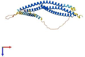 AlphaFold protein structure predicition of Human Recombinant ARFIP2 Protein, UniprotID P53365