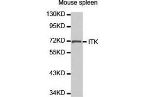 Western Blotting (WB) image for anti-IL2-Inducible T-Cell Kinase (ITK) antibody (ABIN1873325) (ITK anticorps)