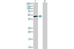 Western Blot analysis of TREX1 expression in transfected 293T cell line by TREX1 MaxPab polyclonal antibody. (TREX1 anticorps  (AA 1-369))