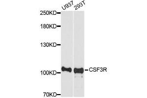 Western blot analysis of extracts of various cell lines, using CSF3R antibody. (CSF3R anticorps  (AA 650-750))