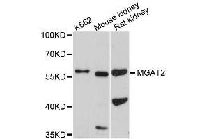 Western blot analysis of extracts of various cell lines, using MGAT2 antibody (ABIN5996502) at 1/1000 dilution. (MGAT2 anticorps)