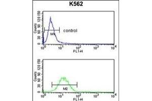 GPR50 Antibody (Center) (ABIN653292 and ABIN2842798) flow cytometry analysis of K562 cells (bottom histogram) compared to a negative control cell (top histogram). (GPR50 anticorps  (AA 316-344))