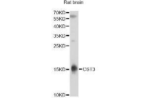Western blot analysis of extracts of rat brain, using CST3 antibody. (CST3 anticorps)