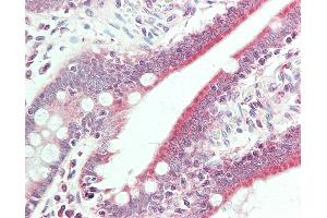 Anti-BMP6 antibody IHC staining of human small intestine. (BMP6 anticorps  (HRP))