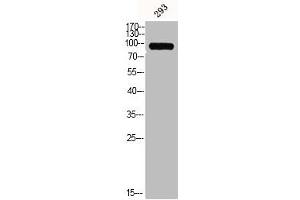 Western Blot analysis of 293 cells using MMP-9 Polyclonal Antibody