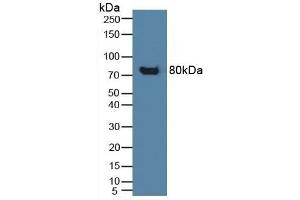 CD42b anticorps  (AA 19-291)