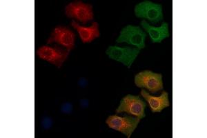 ABIN6259581 and ABIN6275562 staining Hela cells by IF/ICC. (SH2D5 anticorps  (C-Term))