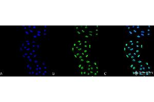 Immunocytochemistry/Immunofluorescence analysis using Mouse Anti-PP5 Monoclonal Antibody, Clone 2E11 . (PP5 anticorps  (Alkaline Phosphatase (AP)))