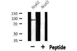 Western blot analysis of extracts from HepG2, using MCM5 Antibody.
