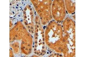 ABIN184970 (4µg/ml) staining of paraffin embedded Human Kidney. (TRIM11 anticorps  (C-Term))
