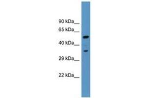 Image no. 1 for anti-Myristoylated Alanine-Rich Protein Kinase C Substrate (MARCKS) (AA 256-305) antibody (ABIN6746804) (MARCKS anticorps  (AA 256-305))