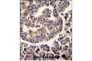 anti-Tripartite Motif Containing 72 (TRIM72) (AA 299-327), (C-Term) antibody