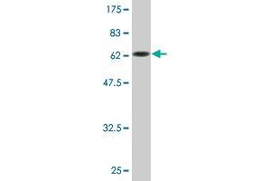 Western Blot detection against Immunogen (64.