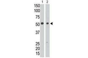 Image no. 1 for anti-Sialic Acid Binding Ig-Like Lectin 7 (SIGLEC7) (N-Term) antibody (ABIN357158) (SIGLEC7 anticorps  (N-Term))