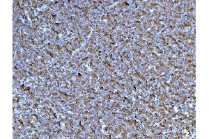 IHC analysis of CD45/Ptprc using anti-CD45/Ptprc antibody (ABIN7600589).