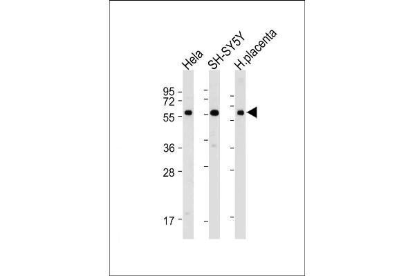 BRD9 anticorps  (N-Term)