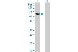Western Blot analysis of C8orf45 expression in transfected 293T cell line by C8orf45 MaxPab polyclonal antibody. (C8orf45 anticorps  (AA 1-585))