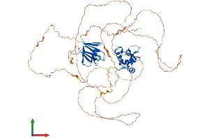 AlphaFold protein structure predicition of Mouse Recombinant Foxk2 Protein, UniprotID Q3UCQ1