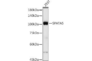 Western blot analysis of extracts of 293T cells, using SP antibody (ABIN7270524) at 1:500 dilution. (SPATA5 anticorps)