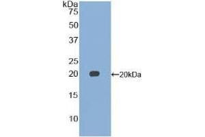 Western blot analysis of recombinant Mouse GDF15.