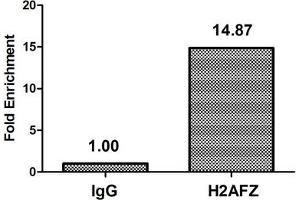 Chromatin Immunoprecipitation Hela (4*10 6 ) were treated with Micrococcal Nuclease, sonicated, and immunoprecipitated with 5 μg anti-H2AFZ (ABIN7139600) or a control normal rabbit IgG. (H2AFZ anticorps  (meLys4))