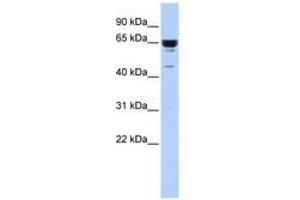 Image no. 1 for anti-Zinc Finger Protein 587 (ZNF587) (C-Term) antibody (ABIN6740623) (ZNF587 anticorps  (C-Term))