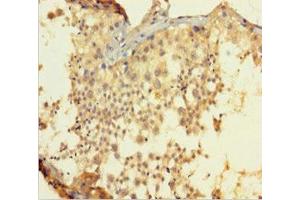 Immunohistochemistry of paraffin-embedded human testis tissue using ABIN7145308 at dilution of 1:100 (BCL2L2 anticorps  (AA 2-193))