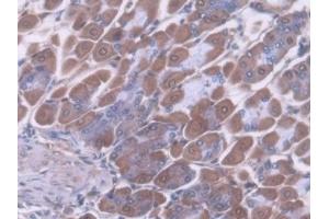 Detection of ALDH1A1 in Mouse Stomach Tissue using Polyclonal Antibody to Aldehyde Dehydrogenase 1 Family, Member A1 (ALDH1A1)