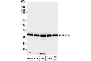 Western Blotting (WB) image for anti-Multiple Endocrine Neoplasia 1 (MEN1) (C-Term) antibody (ABIN7454589)