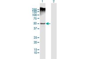 Western Blot analysis of LEFTY1 expression in transfected 293T cell line by LEFTY1 MaxPab polyclonal antibody.