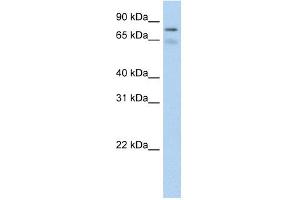 WB Suggested Anti-BRD4 Antibody Titration:  0.