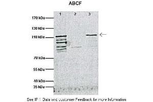 Immunoprecipitation (IP) image for anti-ATP-Binding Cassette, Sub-Family F (GCN20), Member 1 (ABCF1) (C-Term) antibody (ABIN616973) (ABCF1 anticorps  (C-Term))
