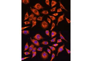 Immunofluorescence analysis of L929 cells using PPP1R15A Rabbit pAb (ABIN7269676) at dilution of 1:100.