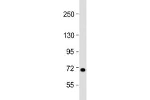 Western blot testing of human 293T/17 cell lysate with L3MBTL4 antibody at 1:2000. (L3MBTL4 anticorps  (AA 588-622))