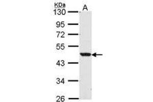 Image no. 1 for anti-Nuclear Receptor Subfamily 1, Group H, Member 2 (NR1H2) (AA 1-15) antibody (ABIN467473) (NR1H2 anticorps  (AA 1-15))