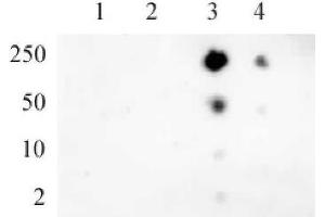 RNA pol II CTD phospho Ser5 pAb tested by dot blot analysis. (Rpb1 CTD anticorps  (pSer5, Ser5))