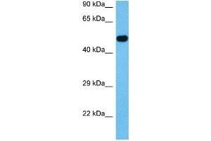 Host:  Mouse  Target Name:  ACVR1  Sample Tissue:  Mouse Testis  Antibody Dilution:  1ug/ml