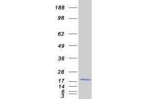 Validation with Western Blot