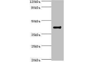 Western blot All lanes: RGS20 antibody at 8 μg/mL + Mouse brain tissue Secondary Goat polyclonal to rabbit IgG at 1/10000 dilution Predicted band size: 44, 32, 22, 18, 26, 28 kDa Observed band size: 44 kDa (RGS2 anticorps  (AA 1-241))
